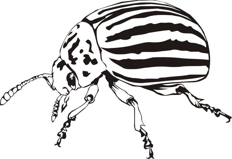 Colorado beetle (outline)