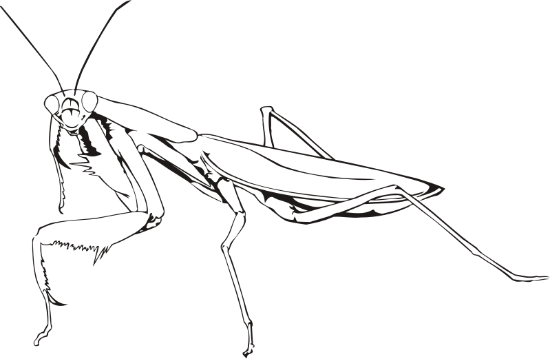 coloring pages of praying mantis