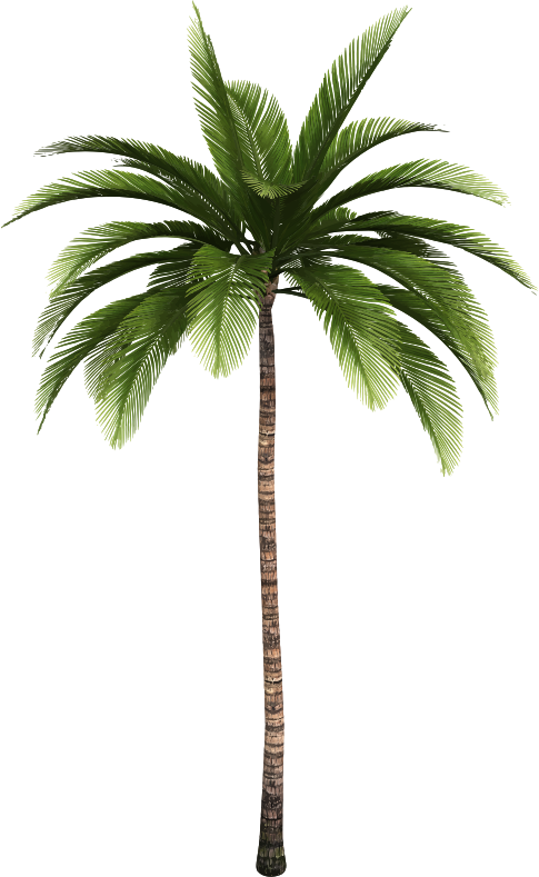 Palm tree 8