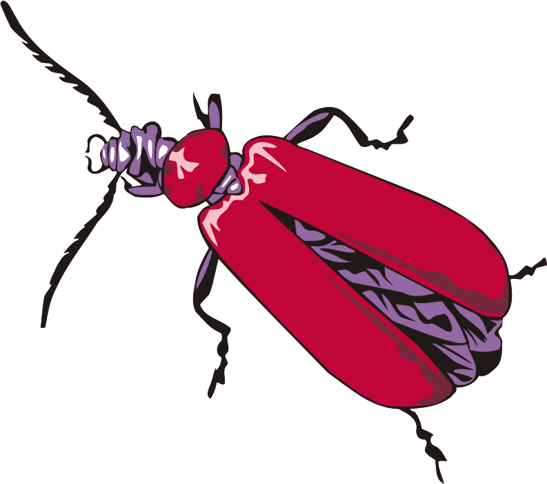 Cardinal beetle