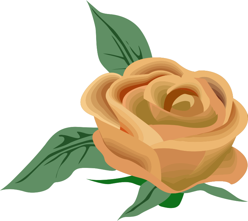 Rose 26 (colour 2)