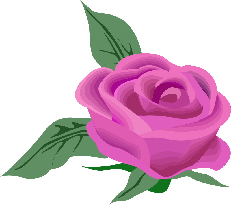 Rose 26 (colour 4)