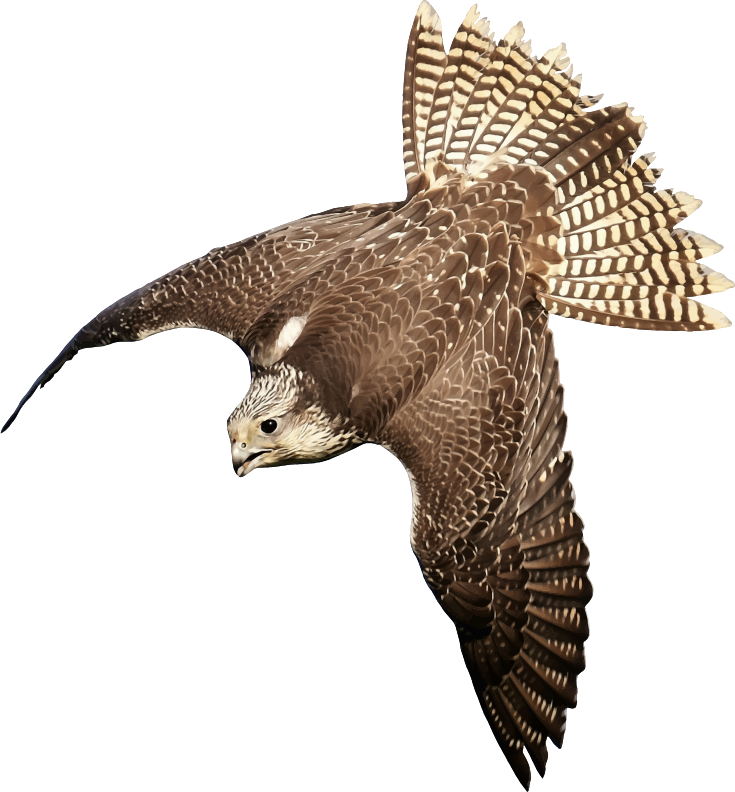 Falcon 3