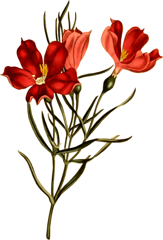 Narrow-leaved chironia - Openclipart