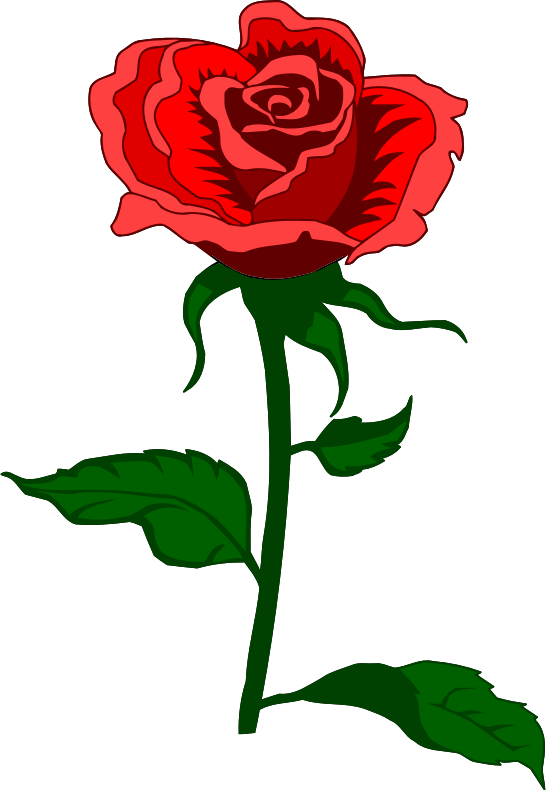 Rose 27