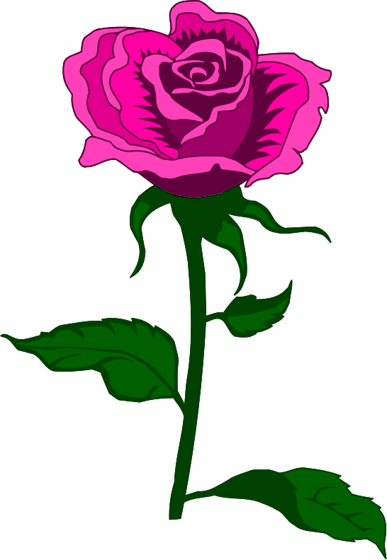 Rose 27 (colour 3)