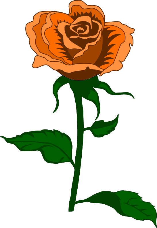 Rose 27 (colour 4)