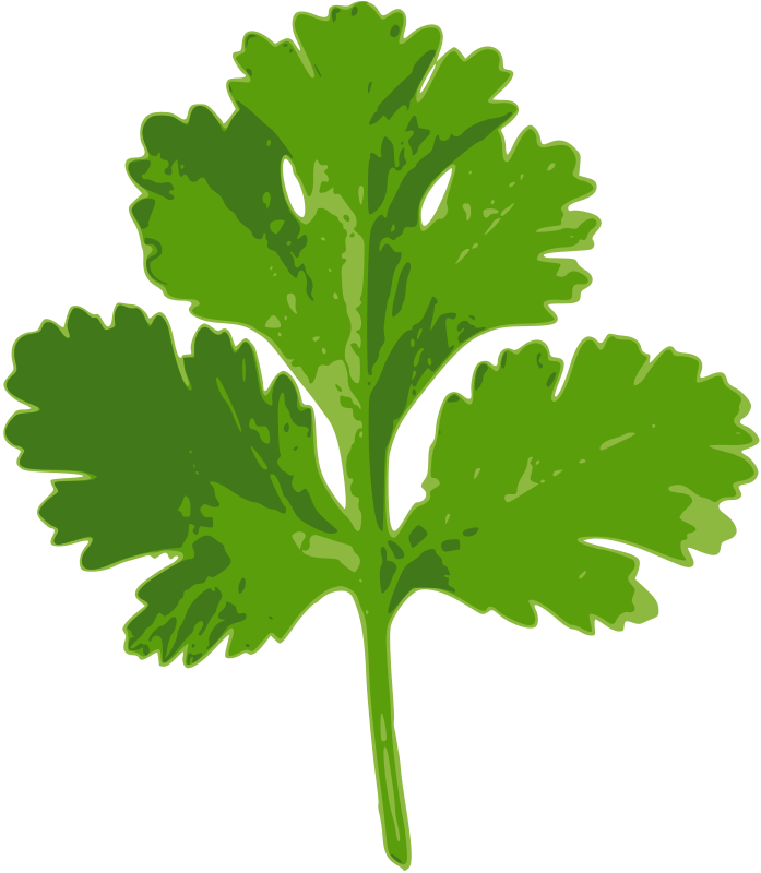 Coriander Leave