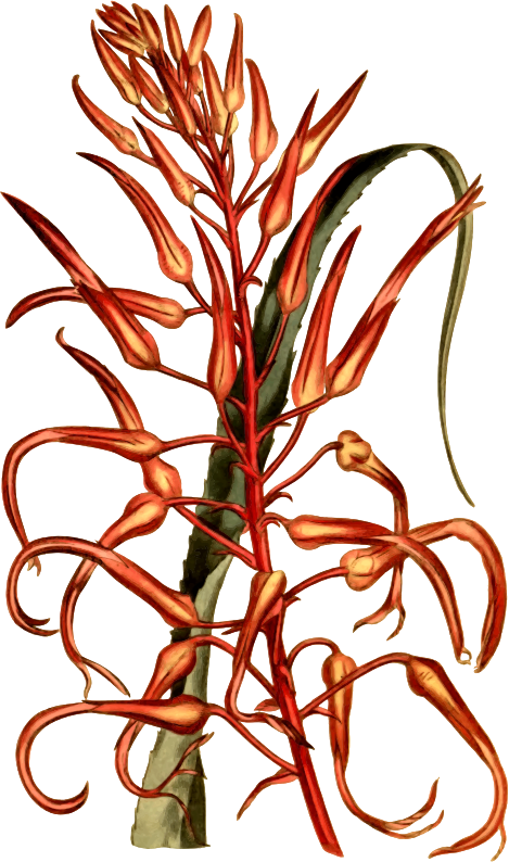 Scarlet pitcairnia