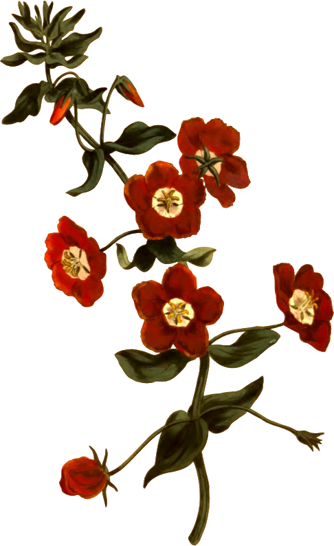 Shrubby pimpernel