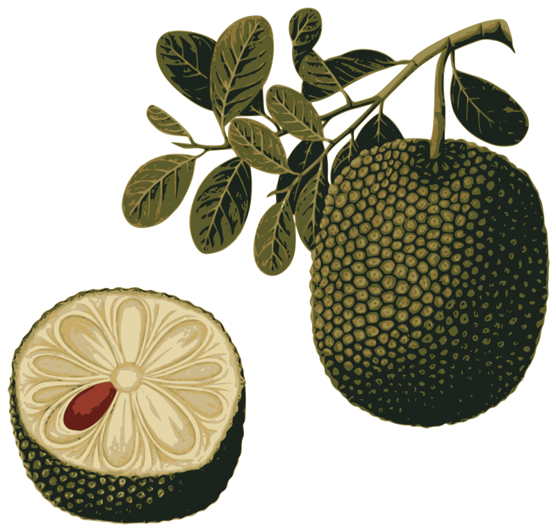 File:Poki poki from jackfruit.jpg - Wikimedia Commons