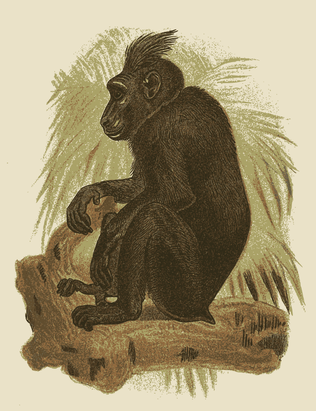 Celebes Crested Macaque