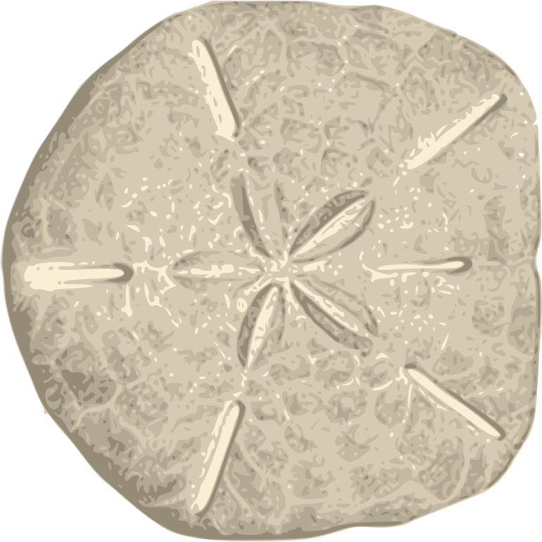 Sand Dollar