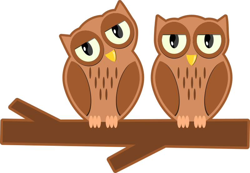 Owls on a branch