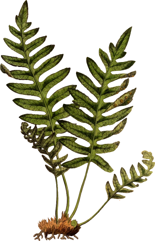 Polypodium vulgare