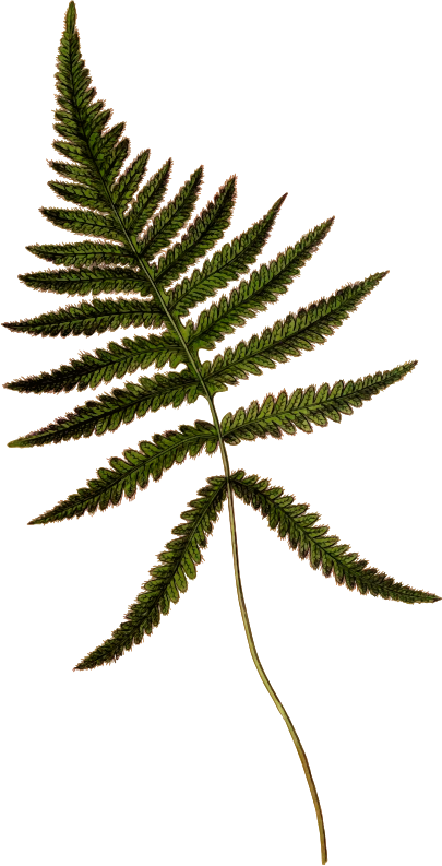 Polypodium phegopteris