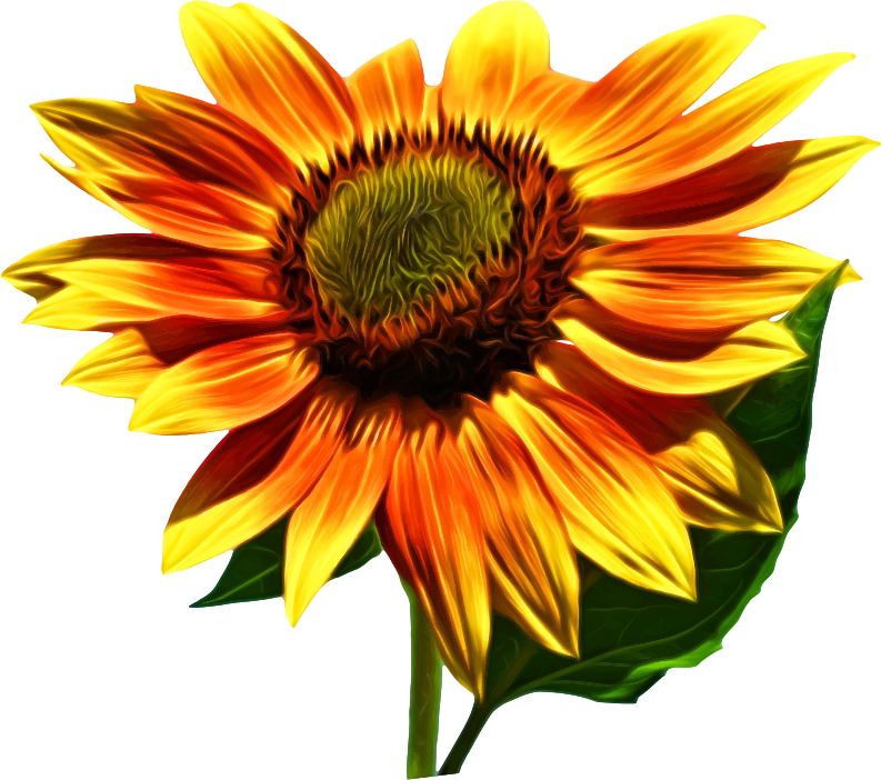 Free Free 142 Realistic Transparent Watercolour Sunflower Svg SVG PNG EPS DXF File