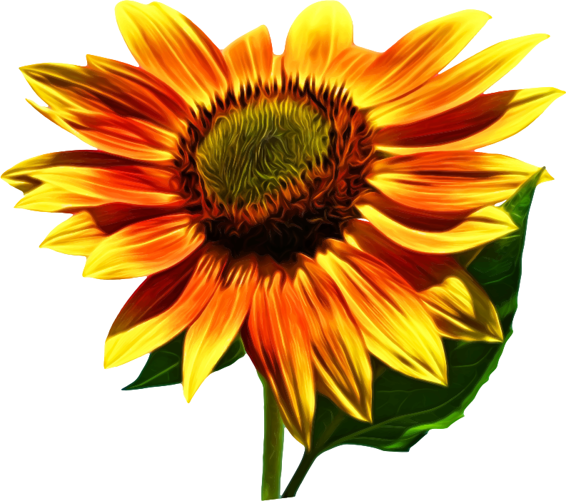 Free Free 95 Realistic Transparent Watercolour Sunflower Svg SVG PNG EPS DXF File