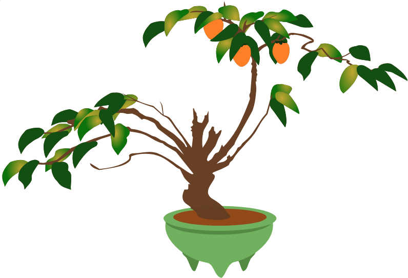 Persimmon bonsai tree