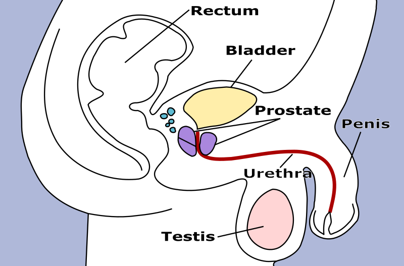 Male Pelvic Structures