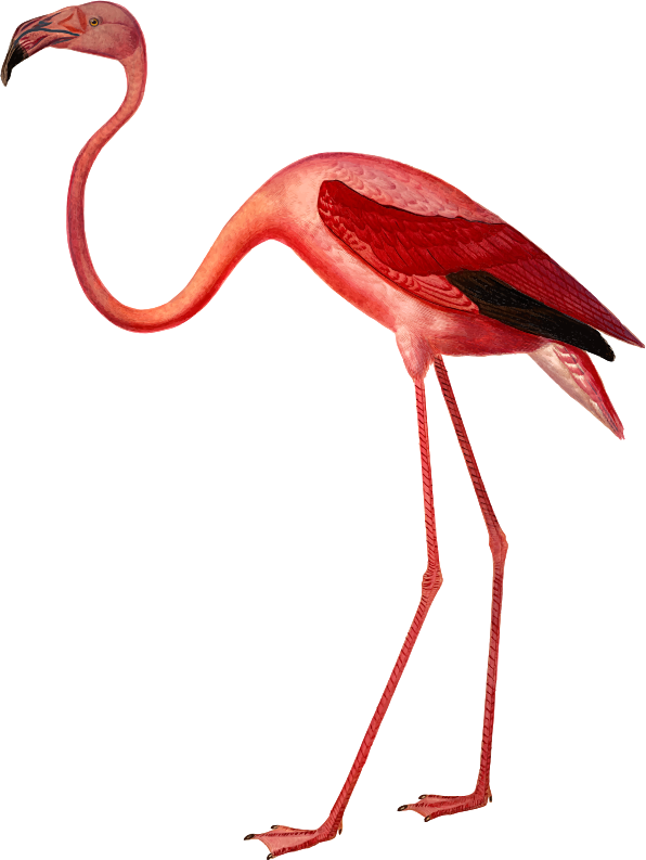 American flamingo