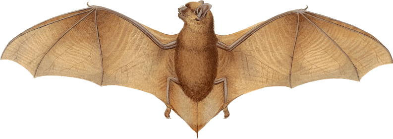 Big brown bat