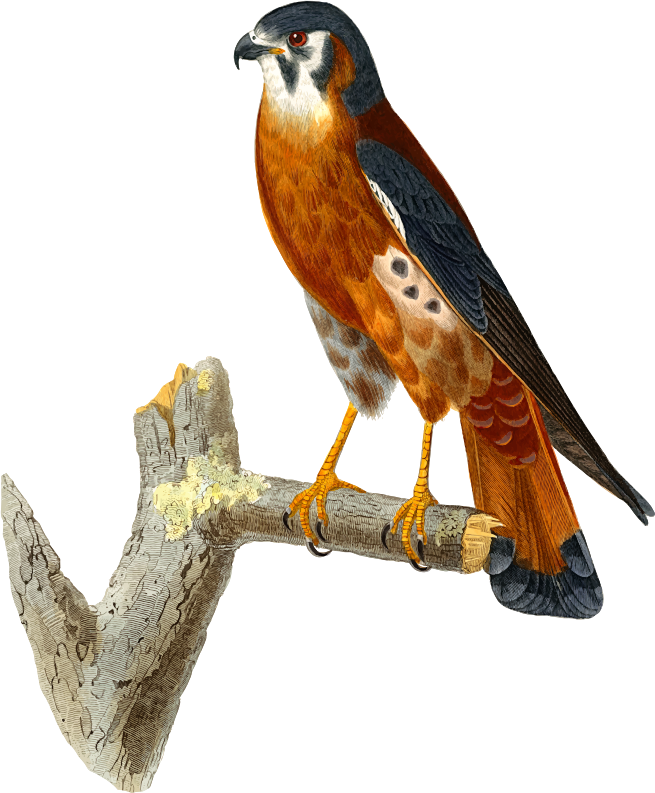 American Kestrel