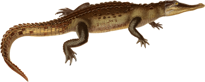 American crocodile