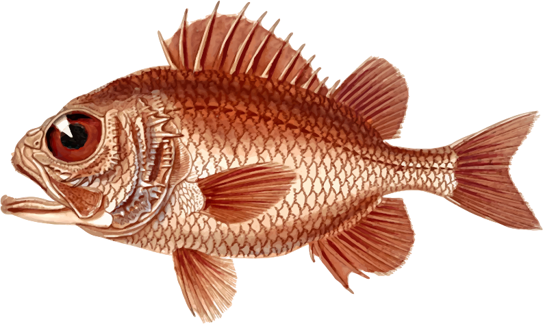Cardinal soldierfish