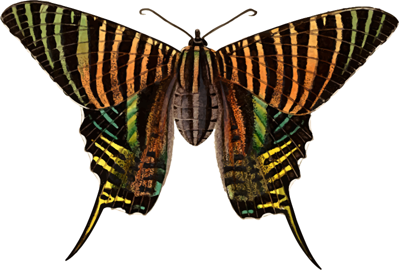 Urania moth