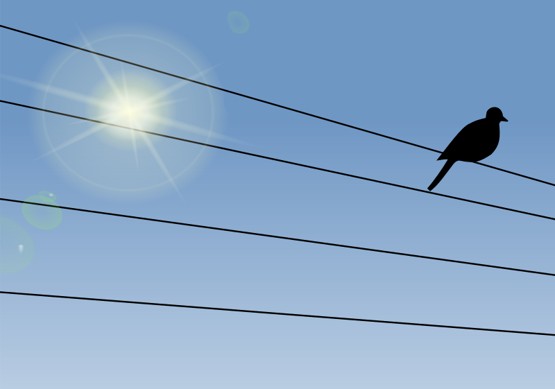 Bird on a Wire - Day