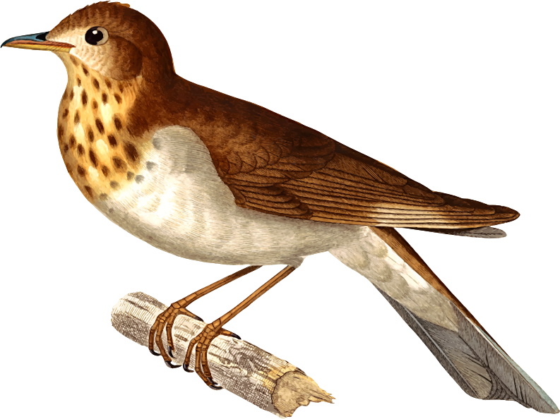 Thrush