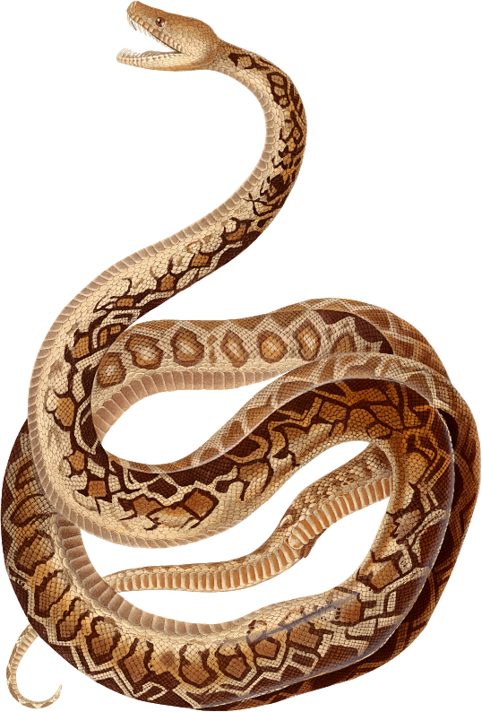 Cuban boa