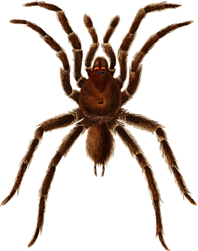 Mygale spider