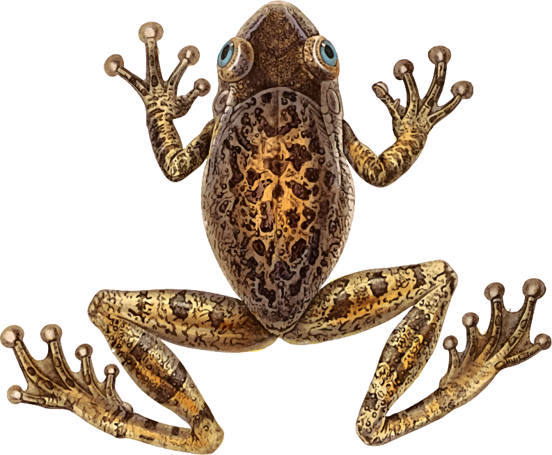 Cuban treefrog