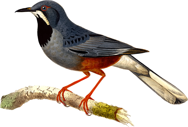 Western red legged thrush