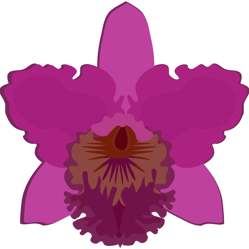 cattleya-07B