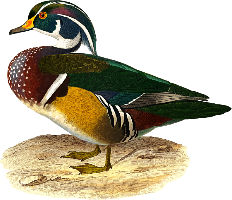 Wood duck