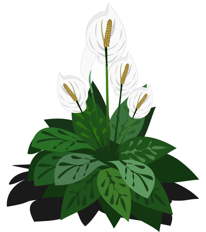 Spathiphyllum