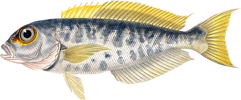 Atlantic goldeneye tilefish