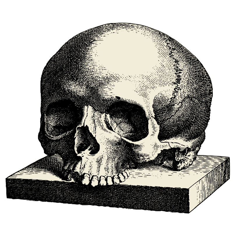 skull