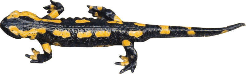 fire salamander