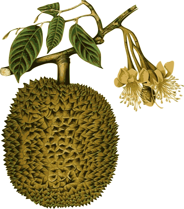 Durian