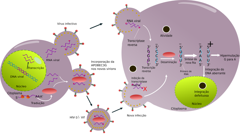 HIV Life Cycle