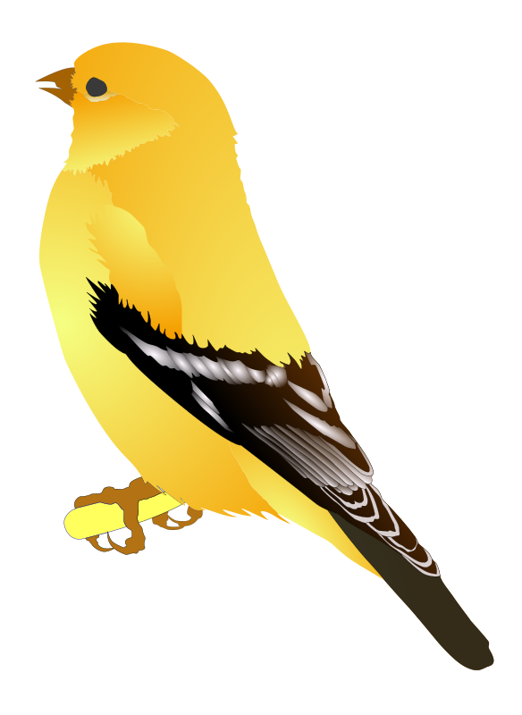 Gold Finch