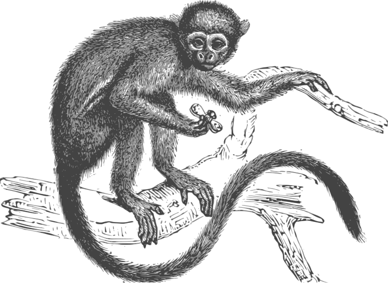 keel hanging monkey