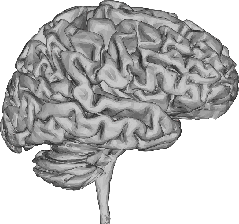 Brain 3D Profile