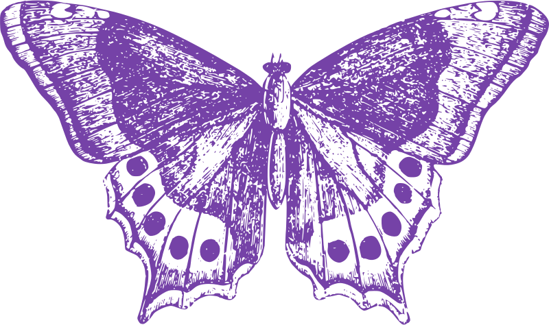 Purple Butterfly