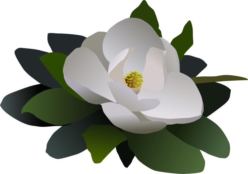 Magnolia flower flor