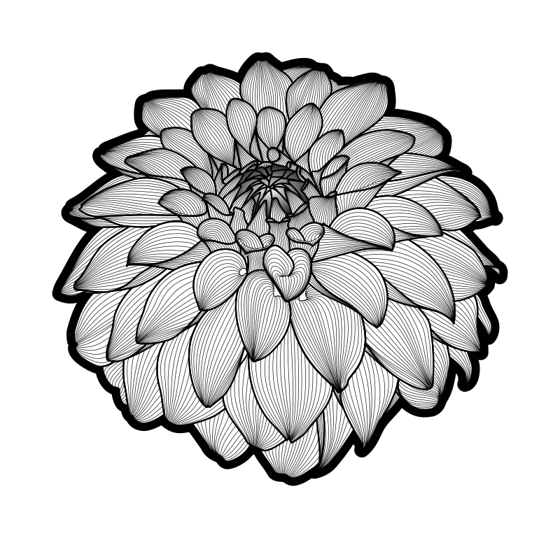 Dahlia black and white